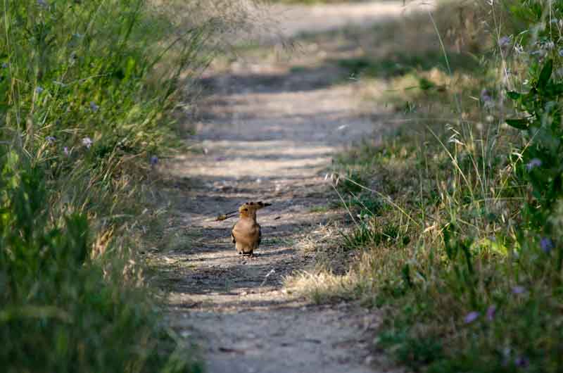 Abubilla - reserva natural dels Muntanyans - Tarragona - Catalunya 1.jpg